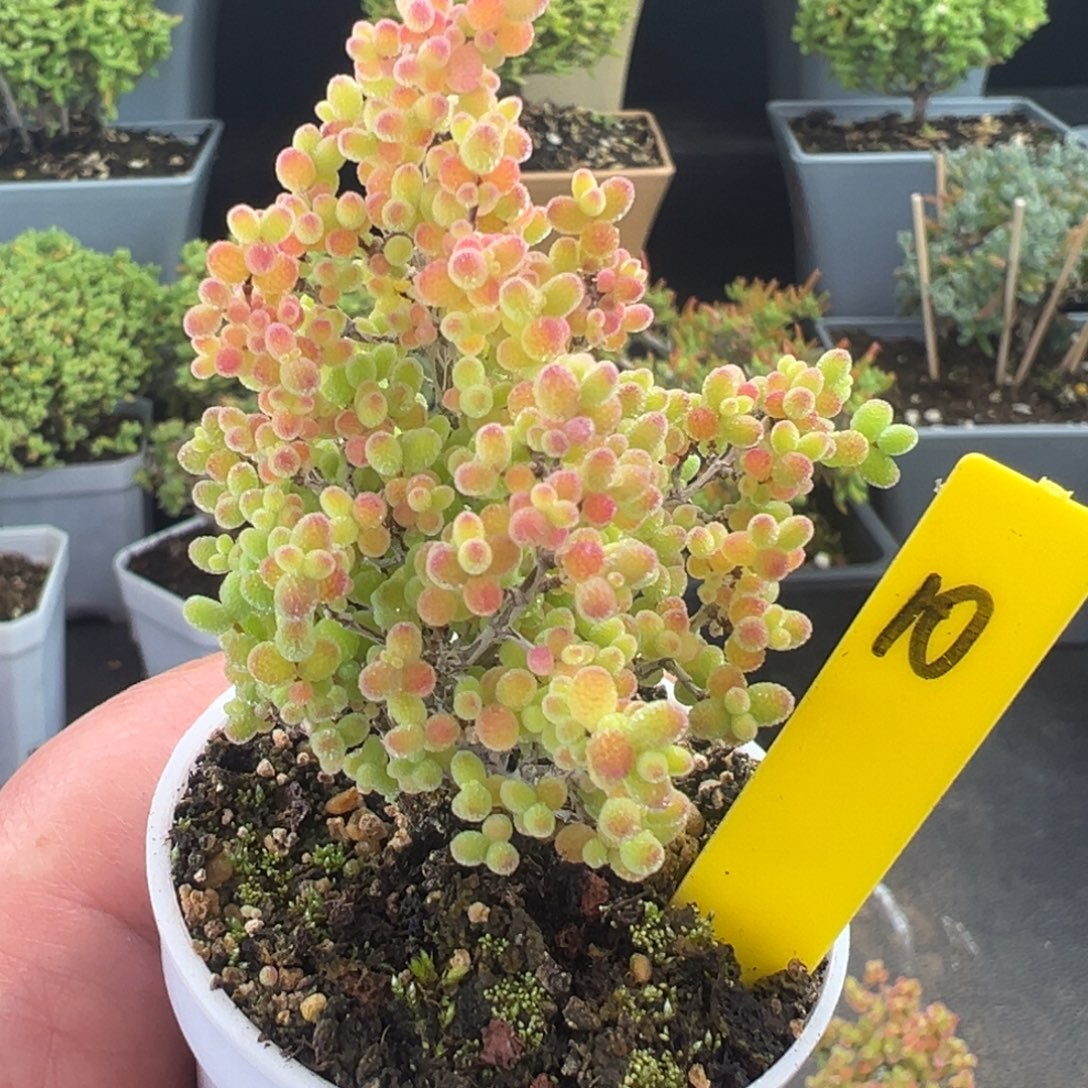 精控蜜橘10号6.5cm盆