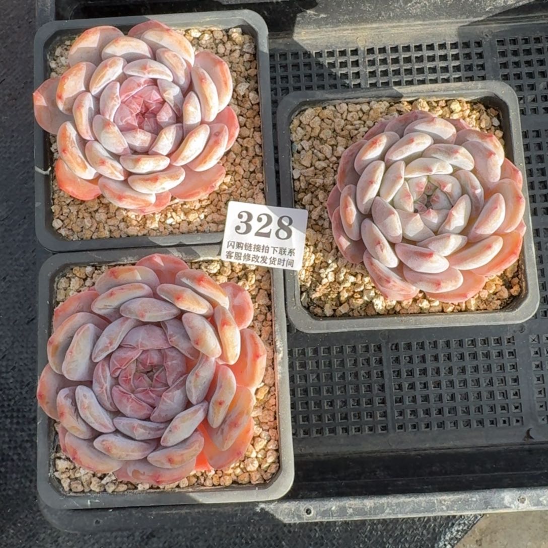 328开播福利，石榴籽星影单头3颗8-9cm左右