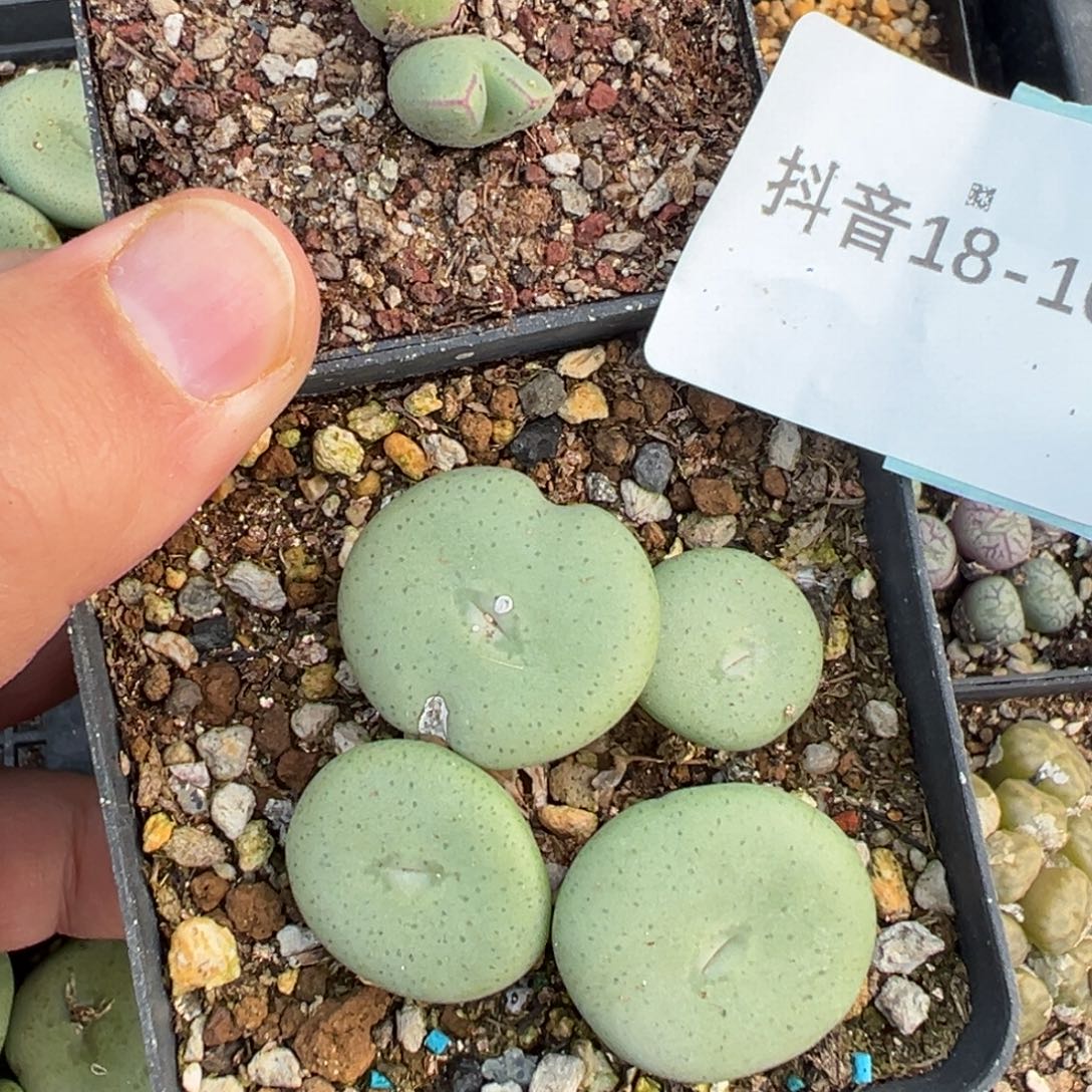 ****胖18-109肉锥多肉植物，