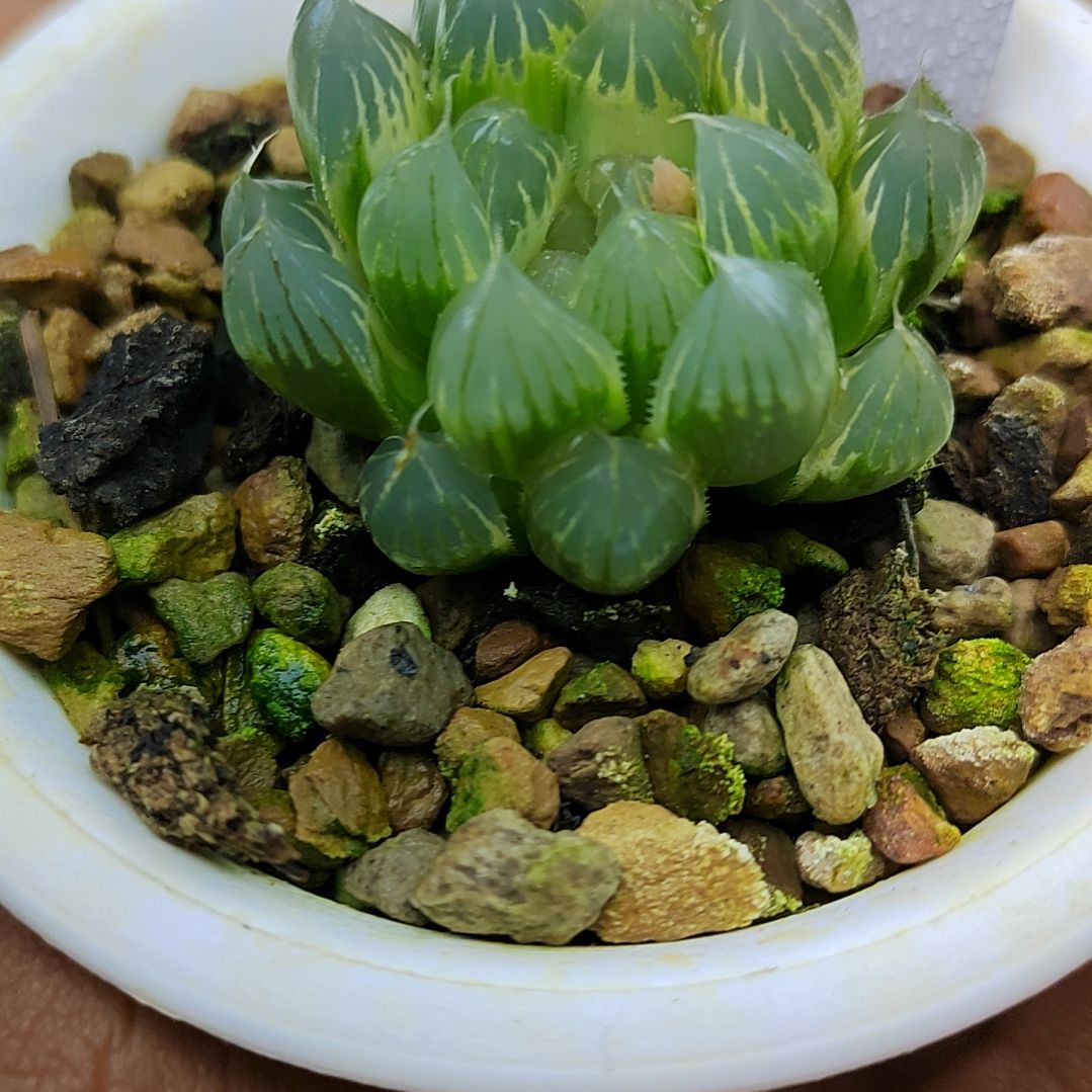 192糊斑霓虹灯 3.5厘米左右一物一拍带盆土发货