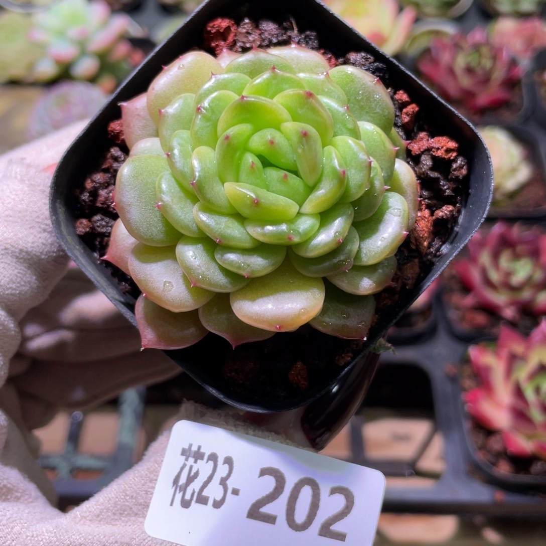 花利美23-202灵翠