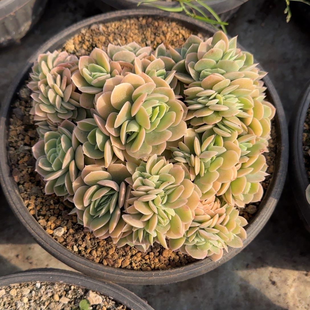 多肉植物多肉植物