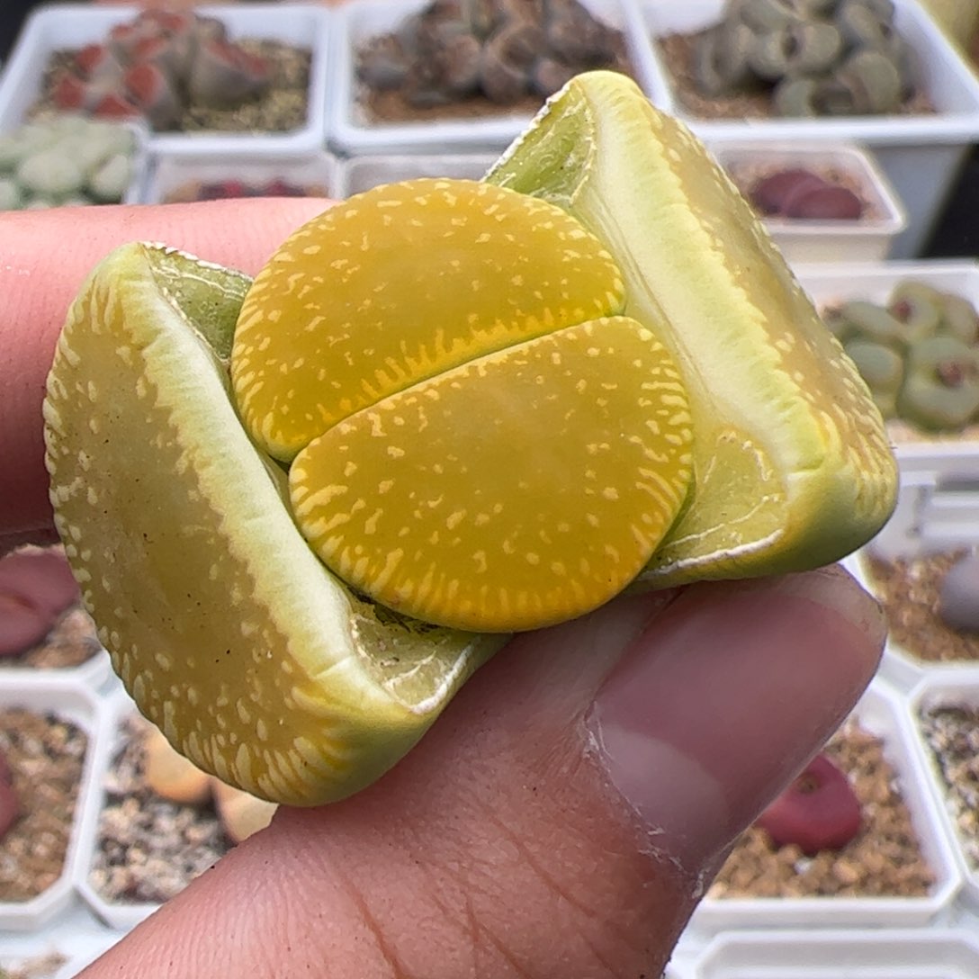 0199号绿光阳 多肉植物