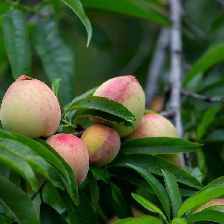贵州高山新鲜现摘高山桃子脆甜应季水果