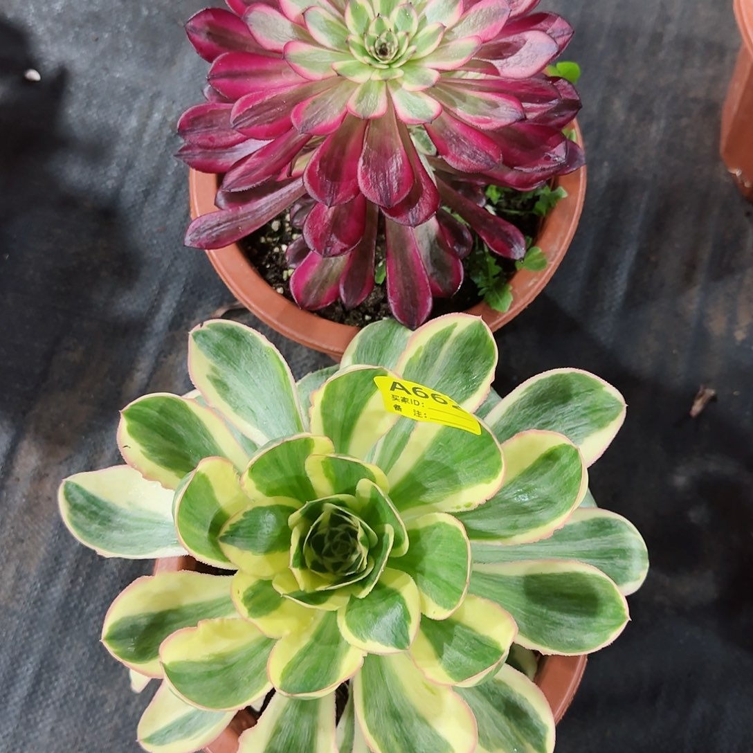 燕姿红桐白663 662多肉多肉