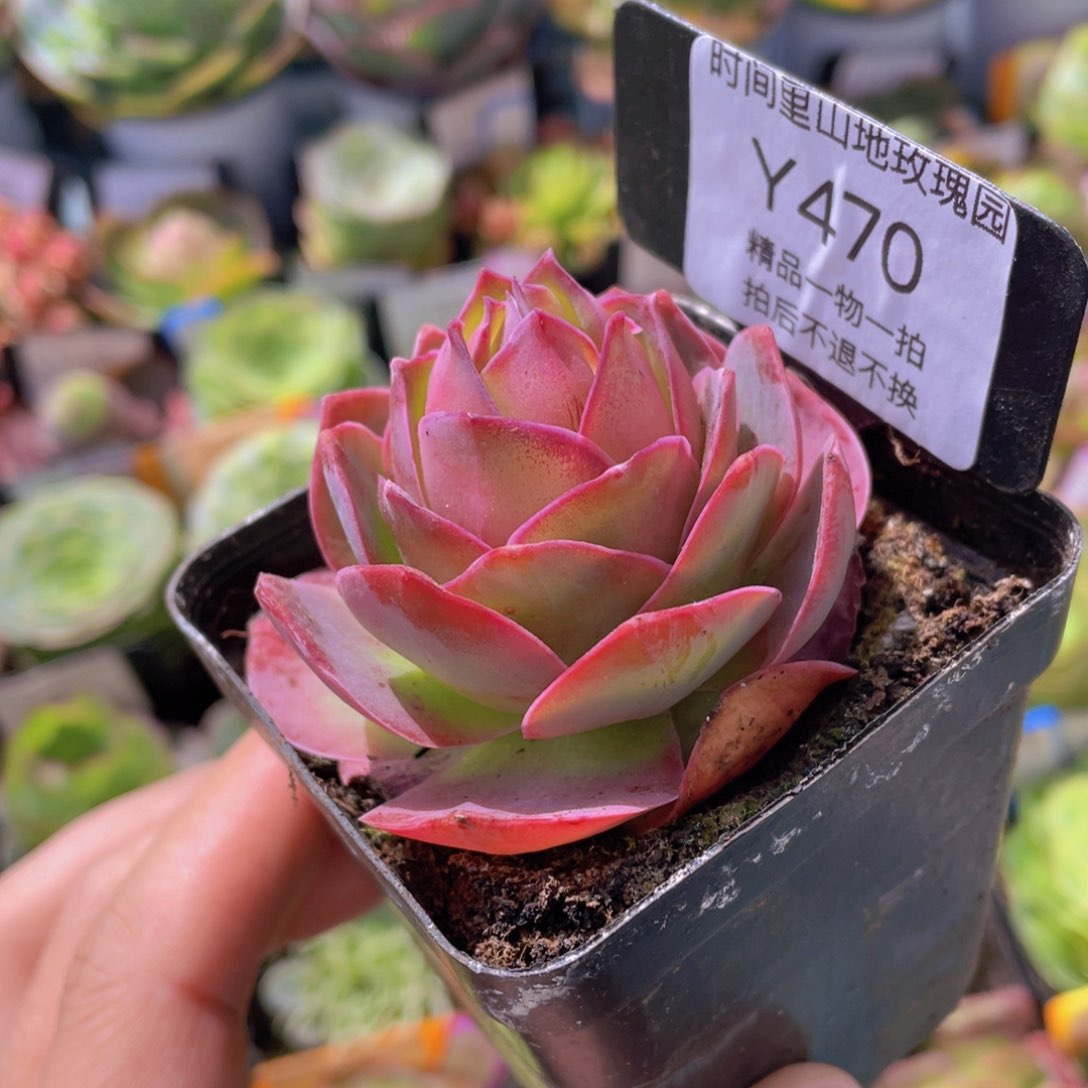 黄杂多肉470一物一拍