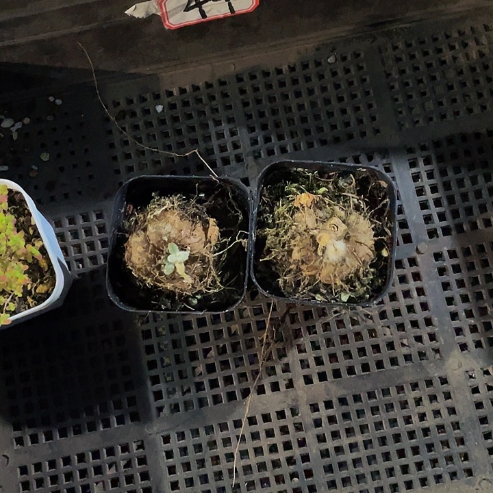 小***了49号筐带盆土发货