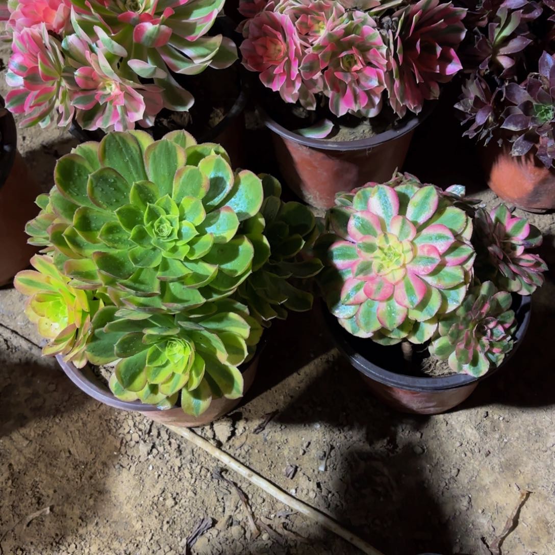 奶白倾城9.9多肉植物