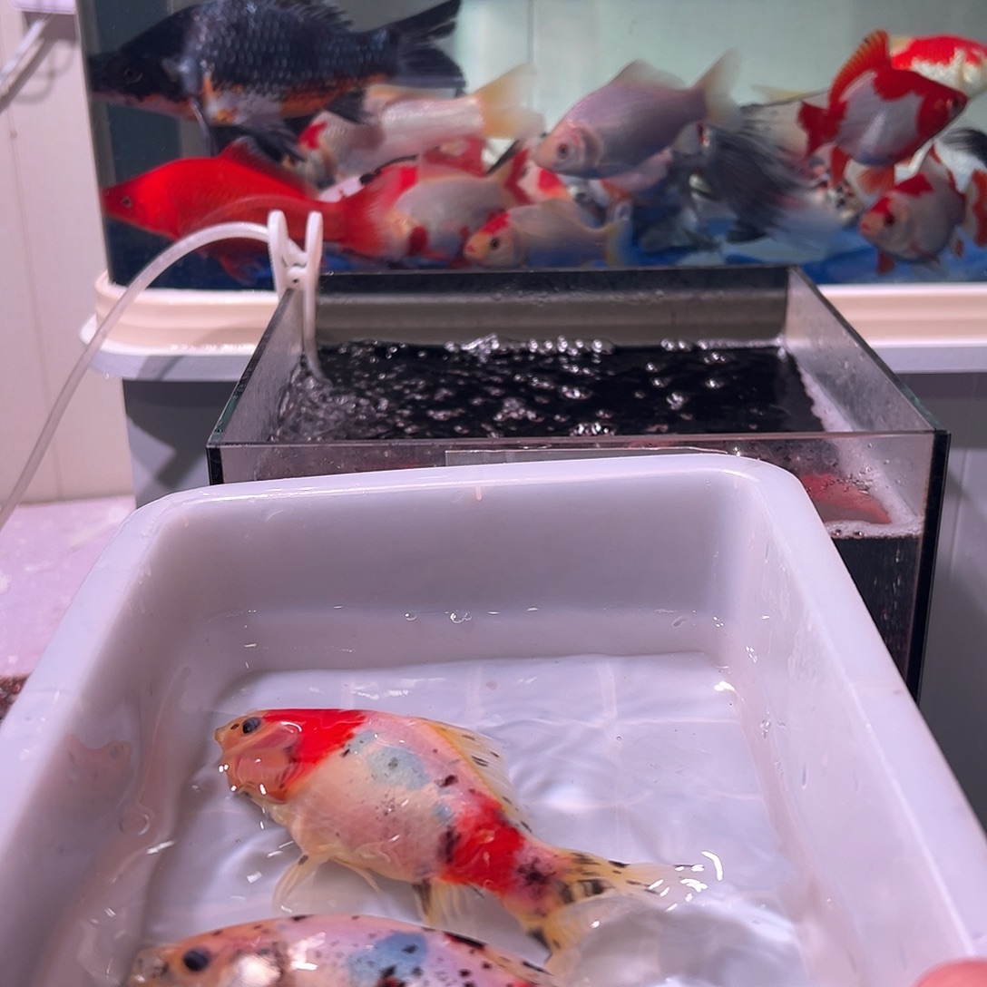 茶***）海水观赏鱼福利多多啊