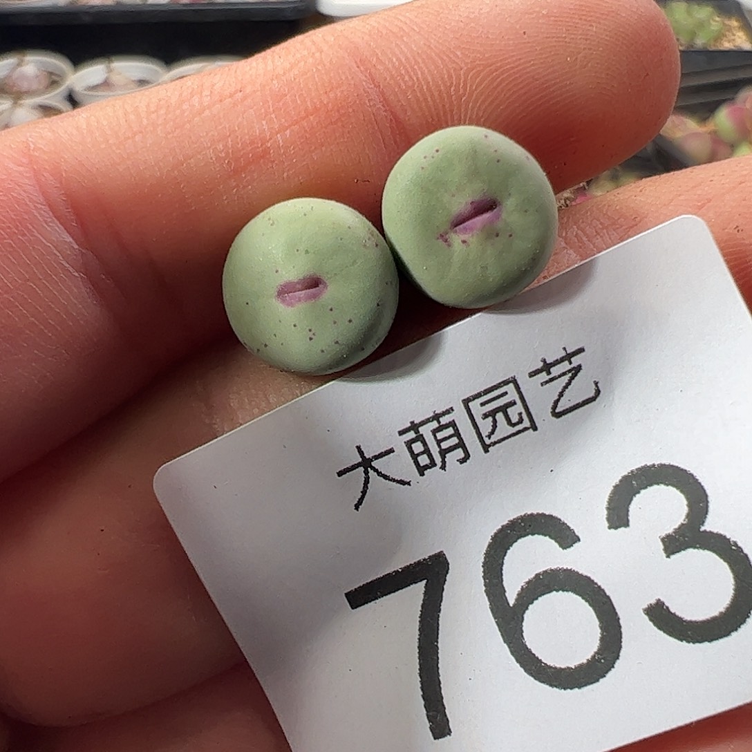 一物一拍。        763