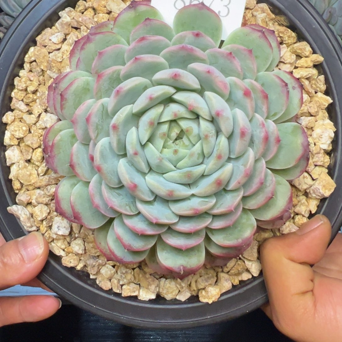 叮****叮8673肉多呢我哦肉