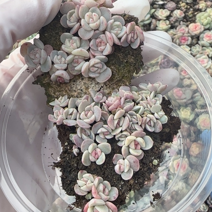 16 王者系列多肉一盒
