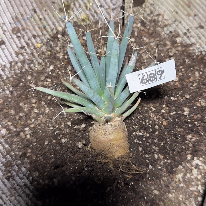 689光山脱土发货一个随机实生