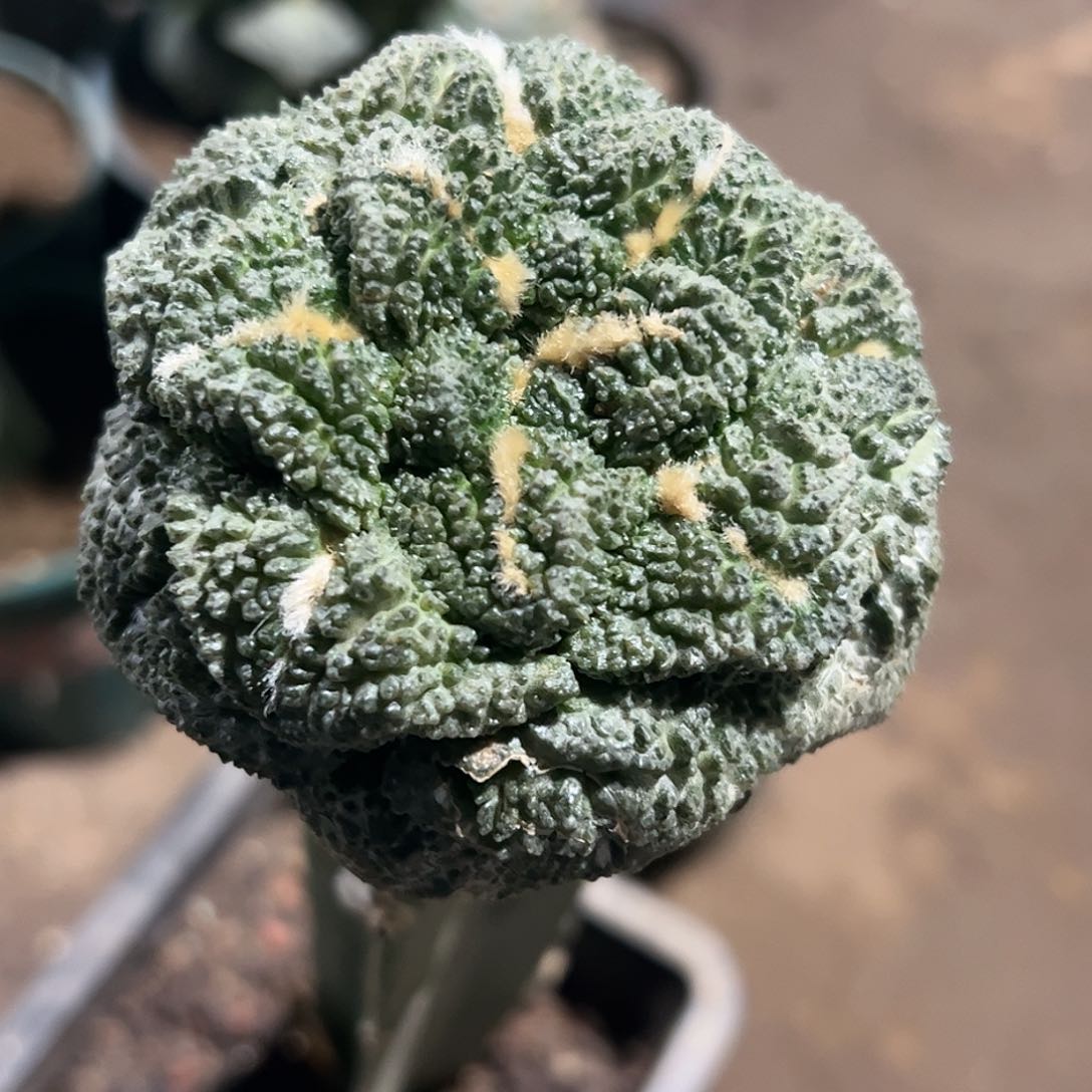 福利龟甲牡丹217