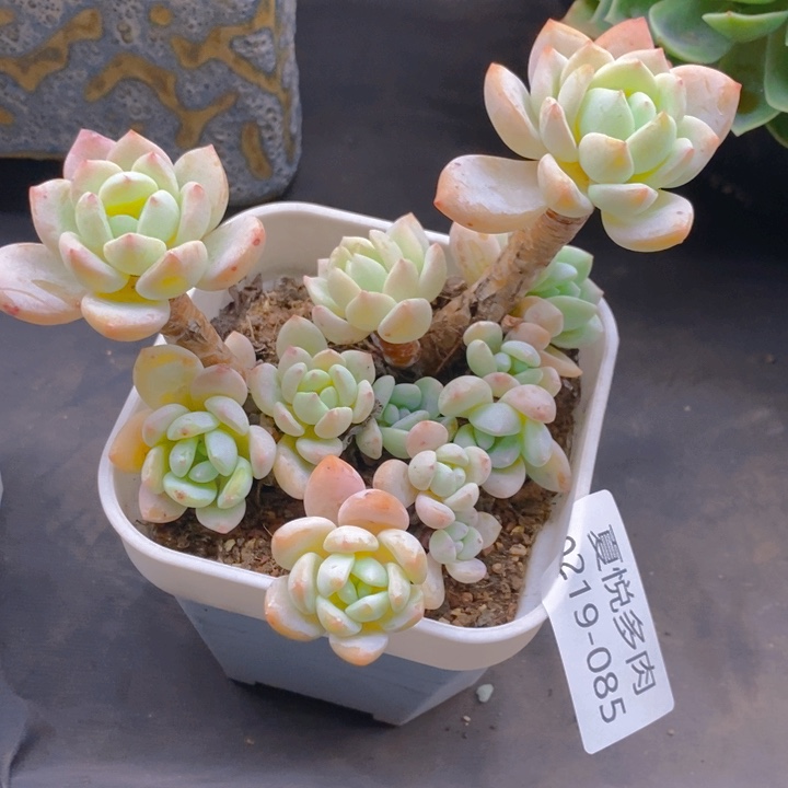 夏悅多肉 0219-85冷香