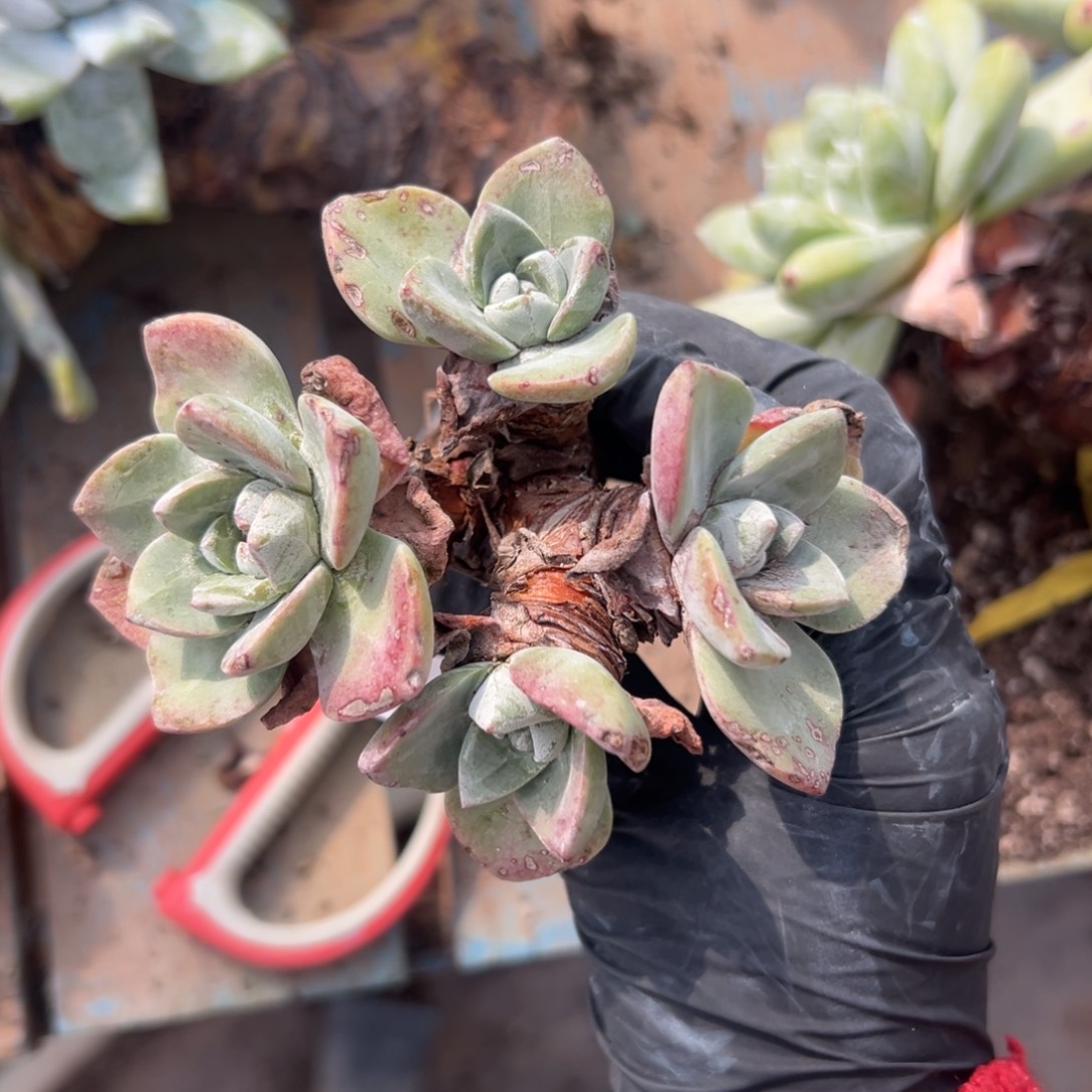 ****谢谢姐姐～一物一拍589