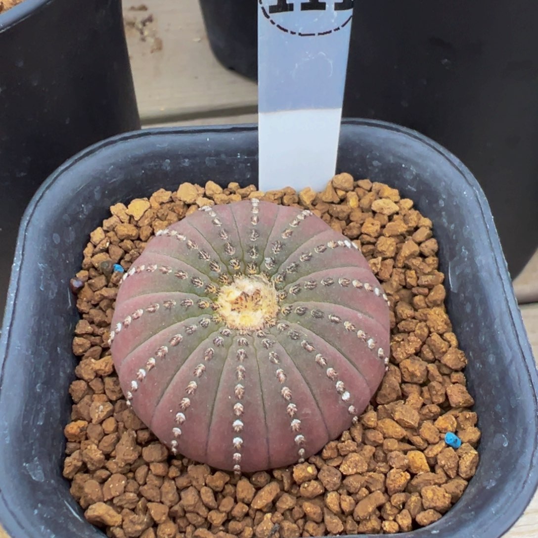 111实生根大型士童多肉植物带盆土