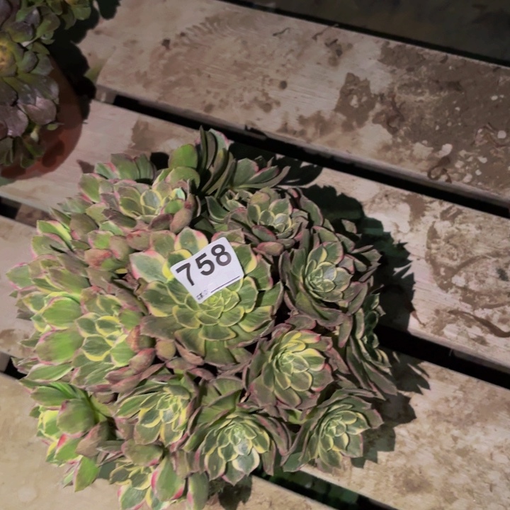 758海仙多肉植物不售后