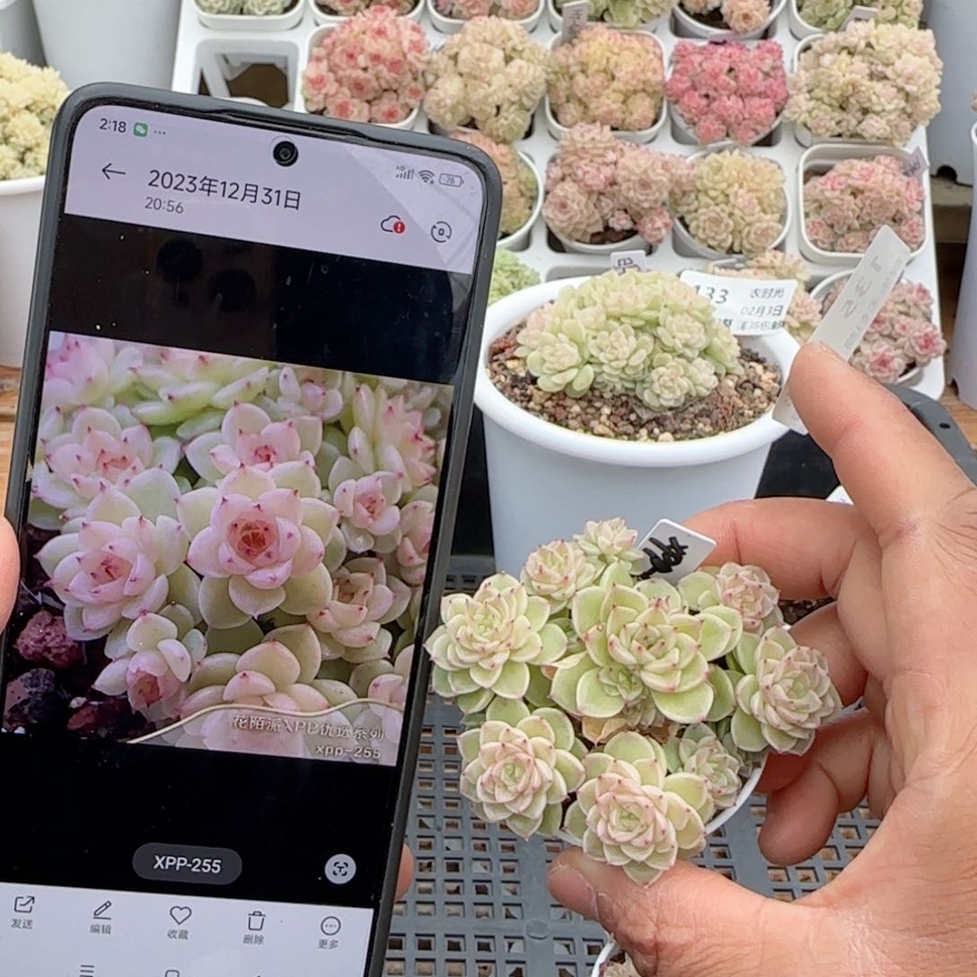 【闪购商品】0203-135（xpp-255）