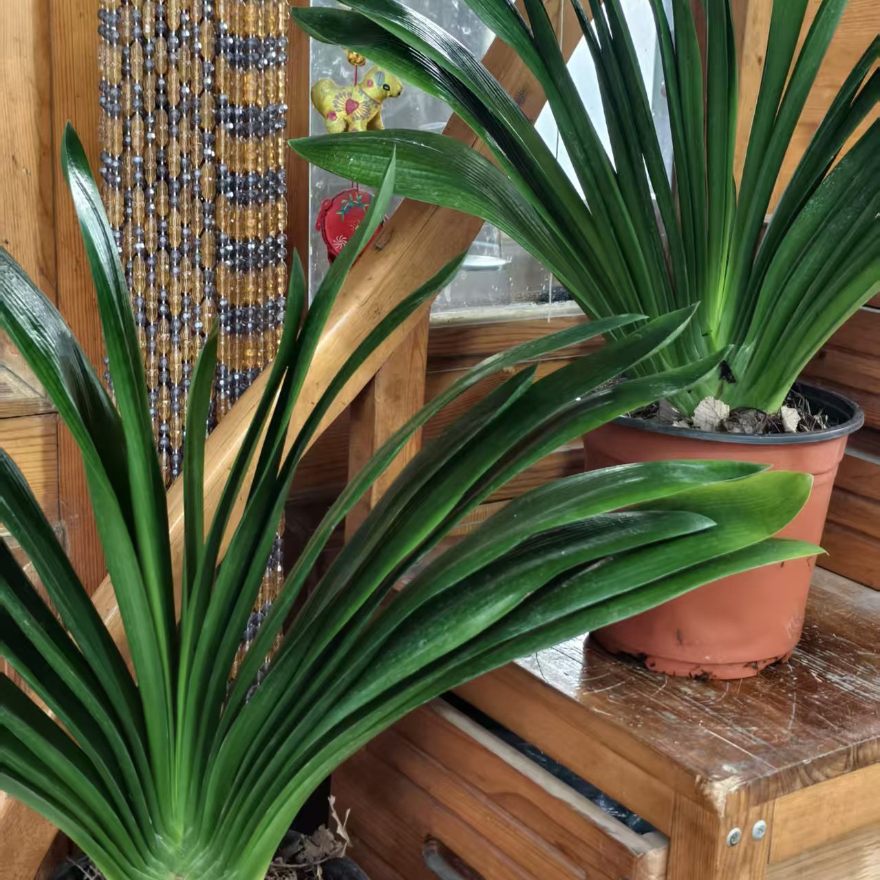 精品君子兰  一物一拍