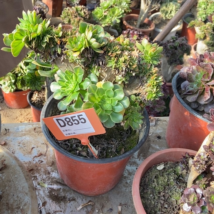 卿***我D855绿色绿色绿色