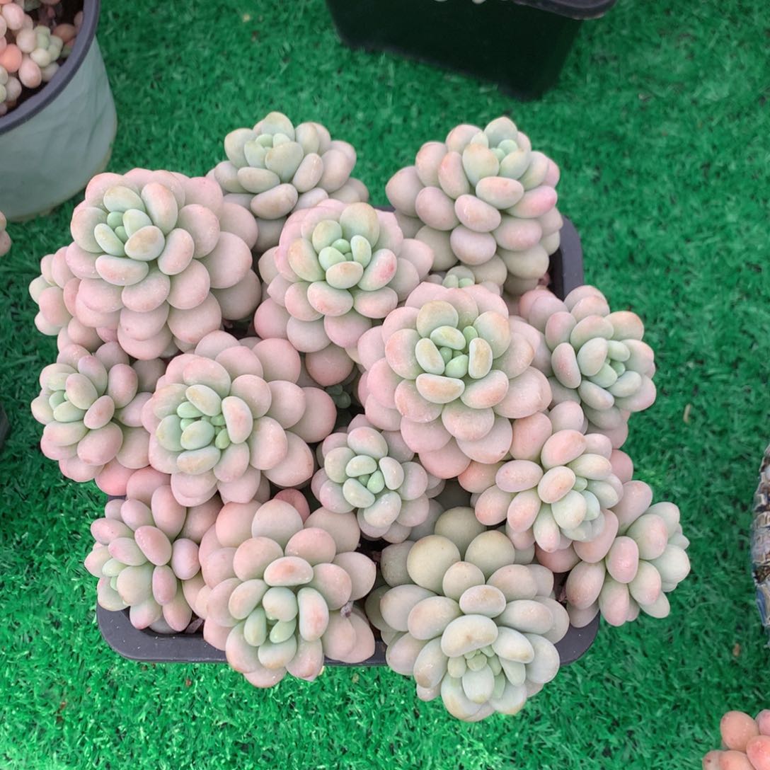 洛可可老桩无砍平头