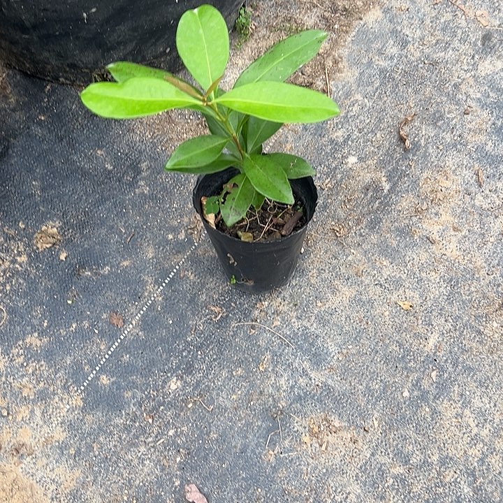 滴***。多果水蒲桃种子苗