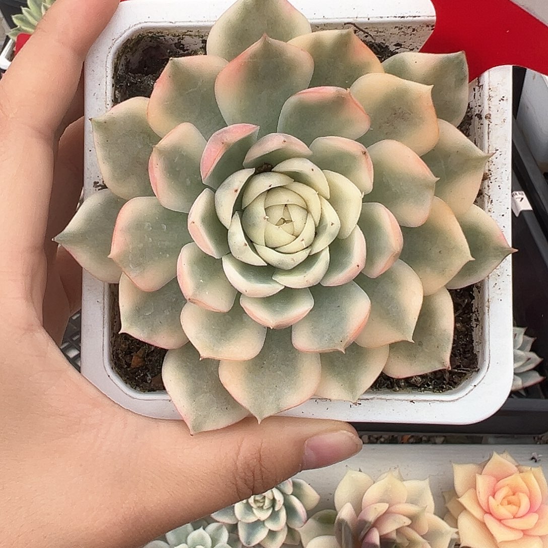 13号韩水晶锦多肉植物