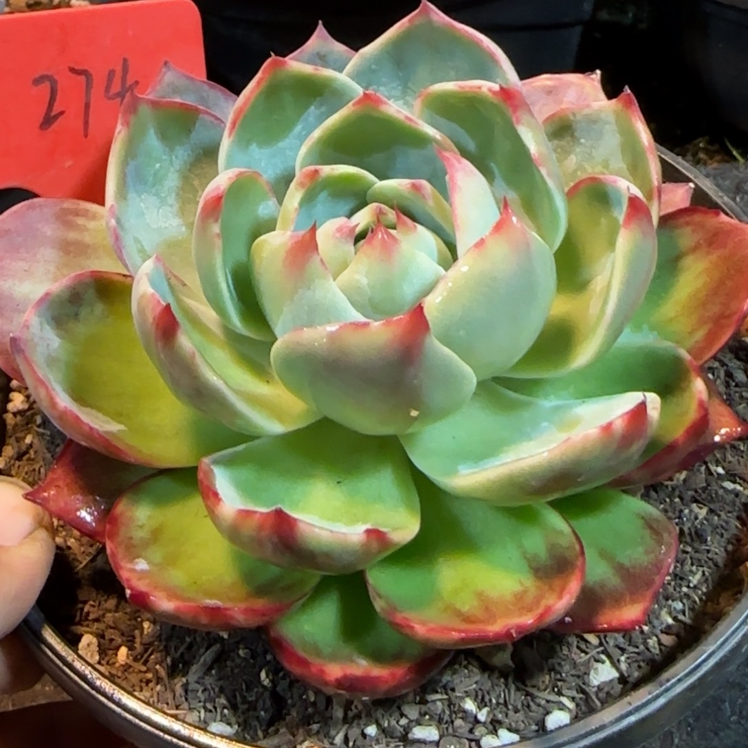 惊鸿一物一拍包装收缩花旱274