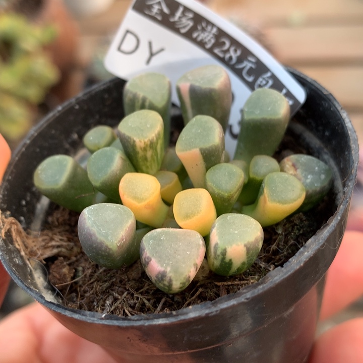 五十铃玉锦多肉植物