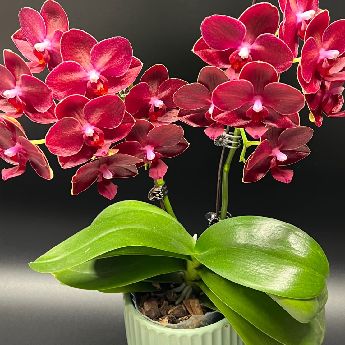 【美杜莎】3.0加高杯 小叶弱根品 原生基因 双花剑