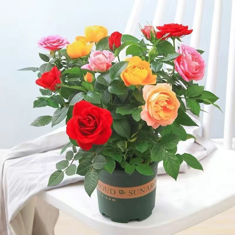 玫瑰花苗盆栽带花苞室内阳台四季开花不断好养植物花卉黄色养护