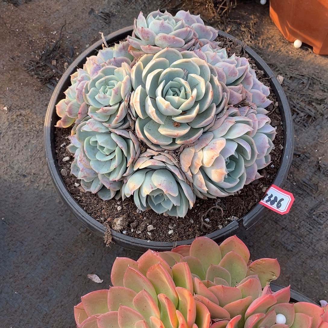 1386约瑟琳 一物一拍多肉