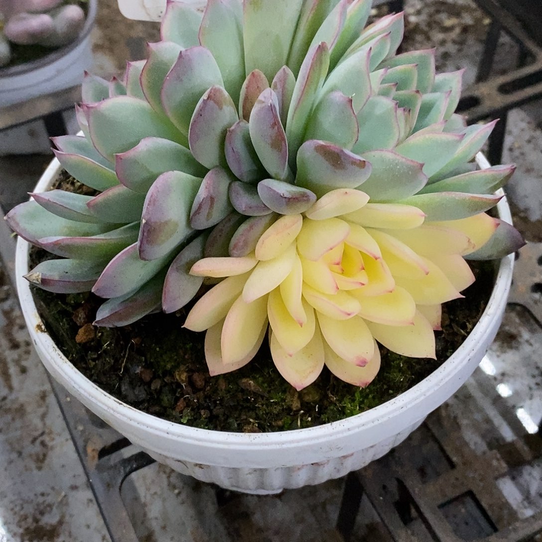 032雨燕座我哈哈哈哈哈