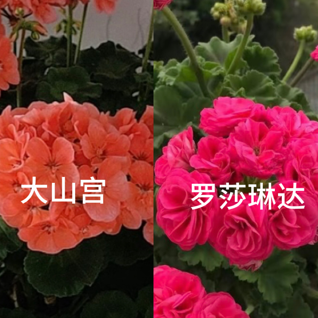 【大山宫➕罗莎琳达】两盆组合不参与拍三发四