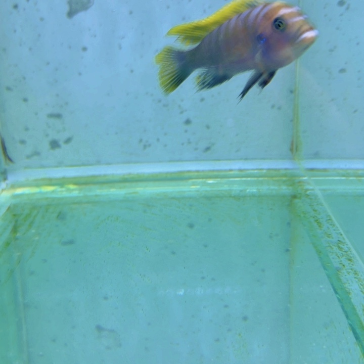 9***7蓬勃斑马8～10。   