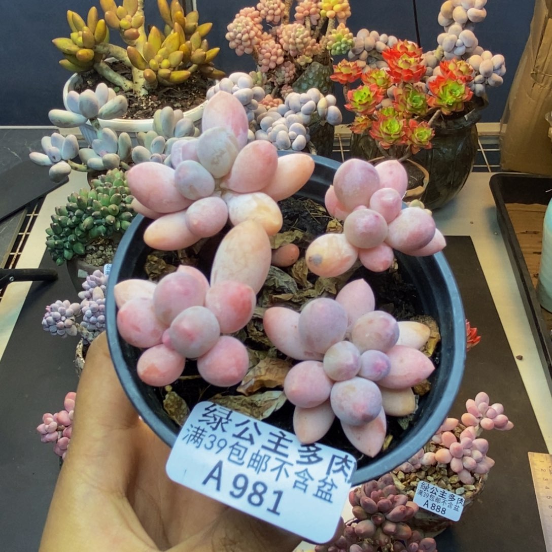 981香水手指奶多肉7c m