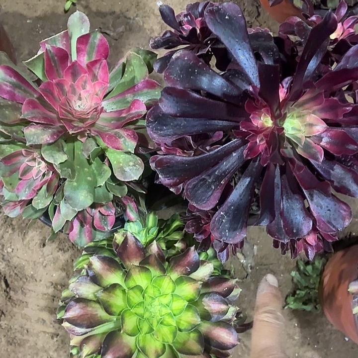 美杜莎+粉女巫+韶华头不正