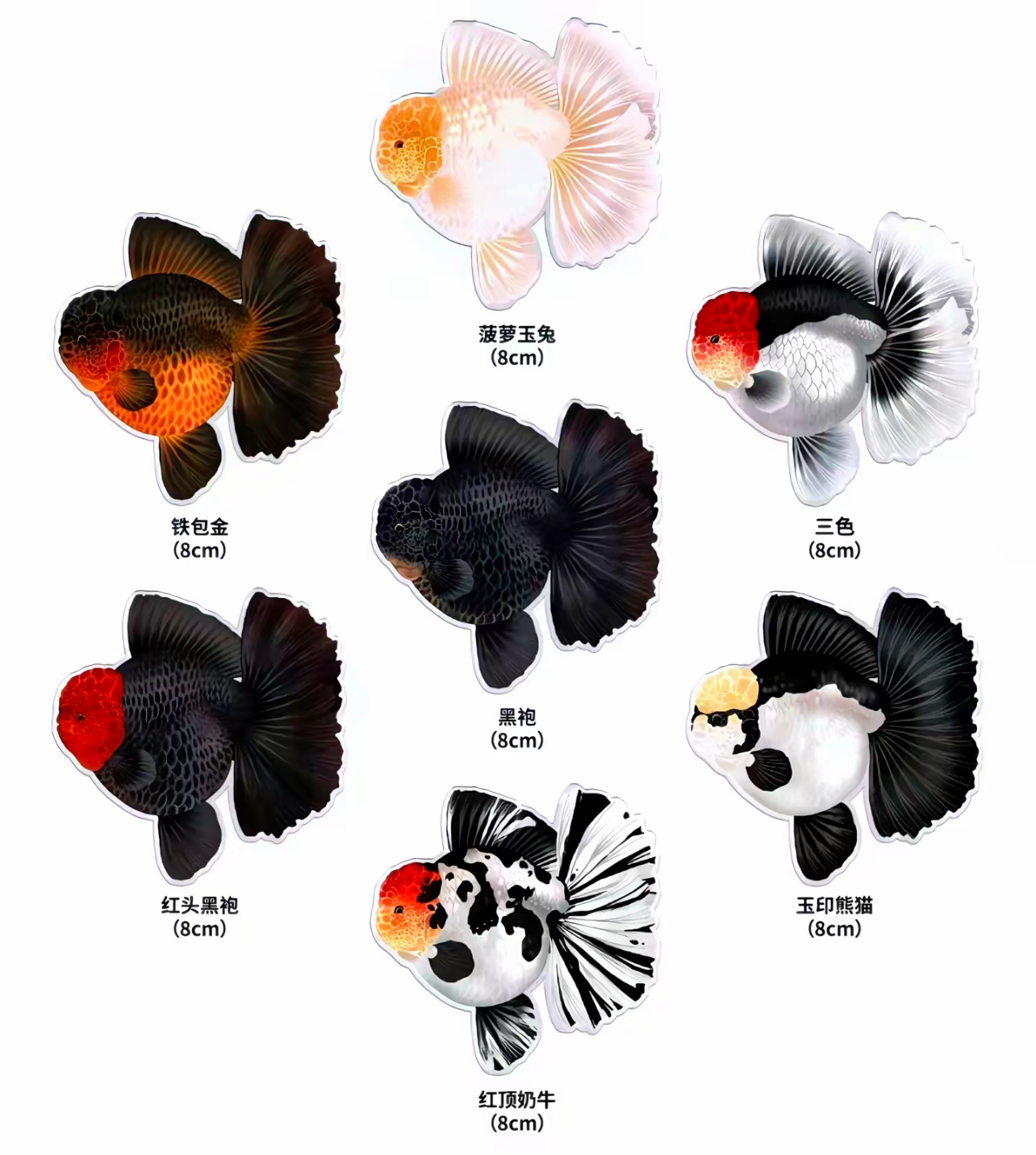 将军苗子观赏鱼好养易活耐活