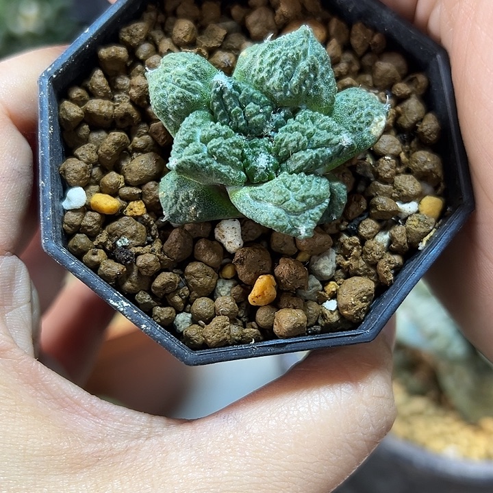 59号自根哥斯拉带盆3.9公分