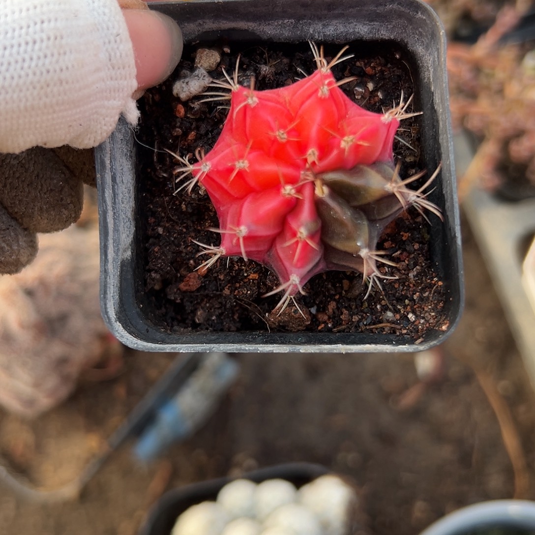 在科呃呃呃呃呃呃呃呃呃