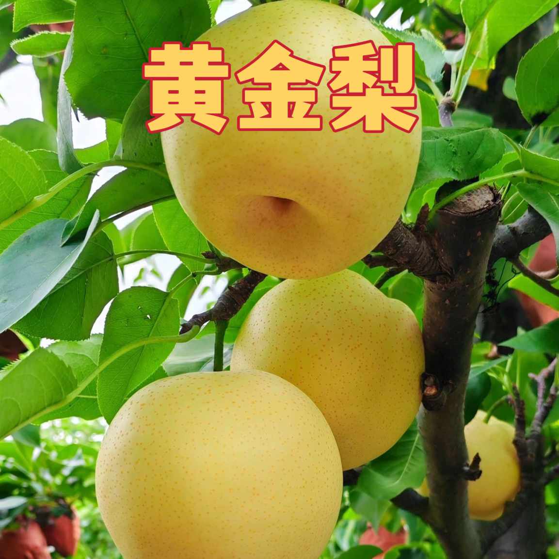 新品种嫁接黄金梨梨树苗幼苗南北方适种盆栽地栽果园种植