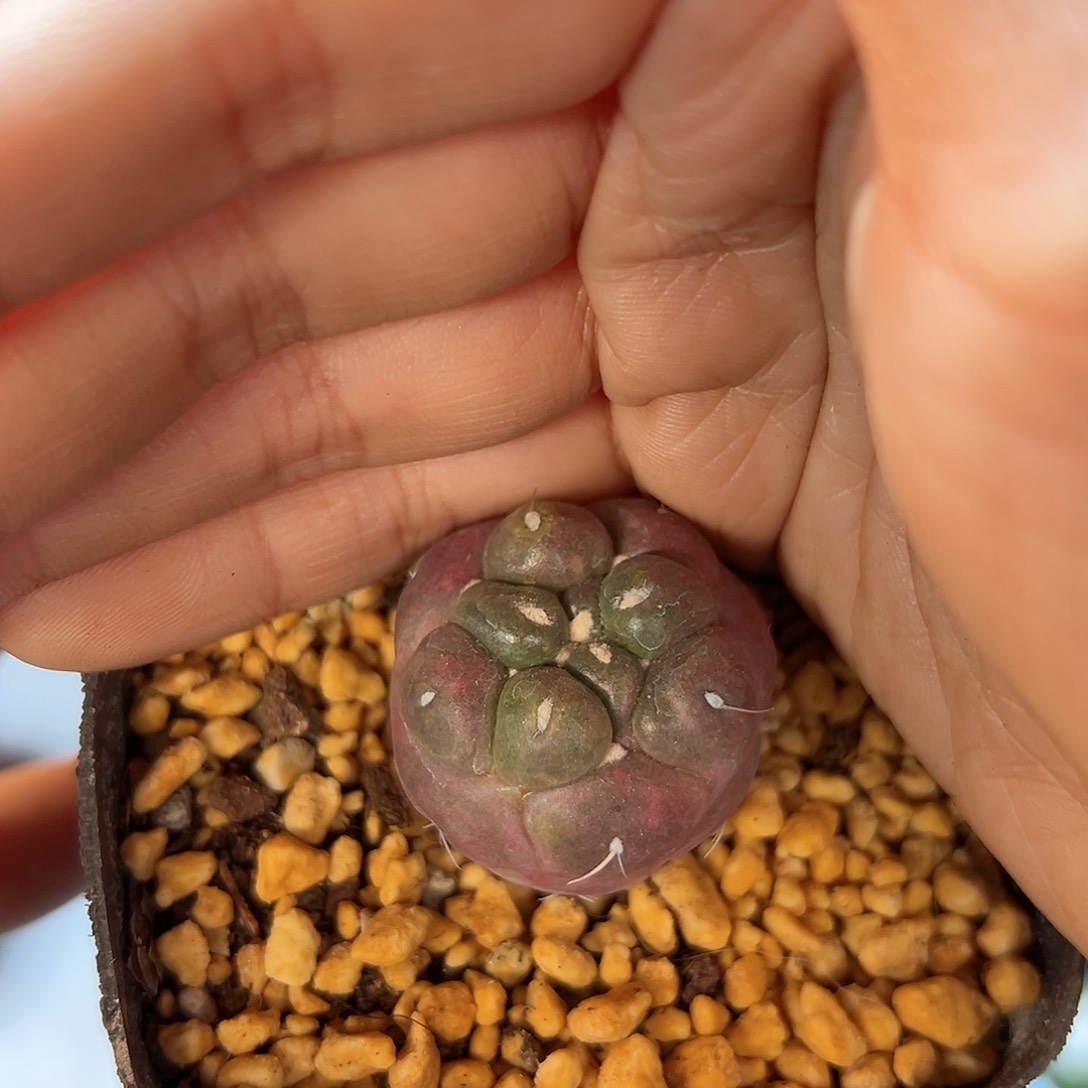 要15号自根紫肌无刺象牙2.8公分