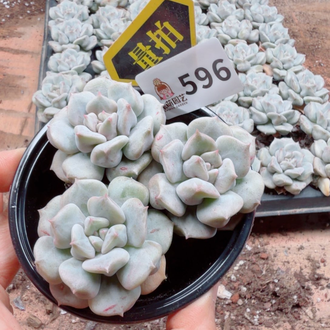 多肉植物多肉植物