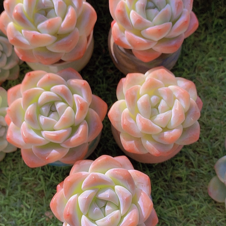 一物一拍，精控老庄冰玉5颗