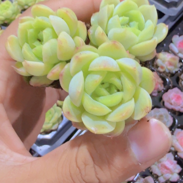 宝宝绿珍妮穴盘五颗一组