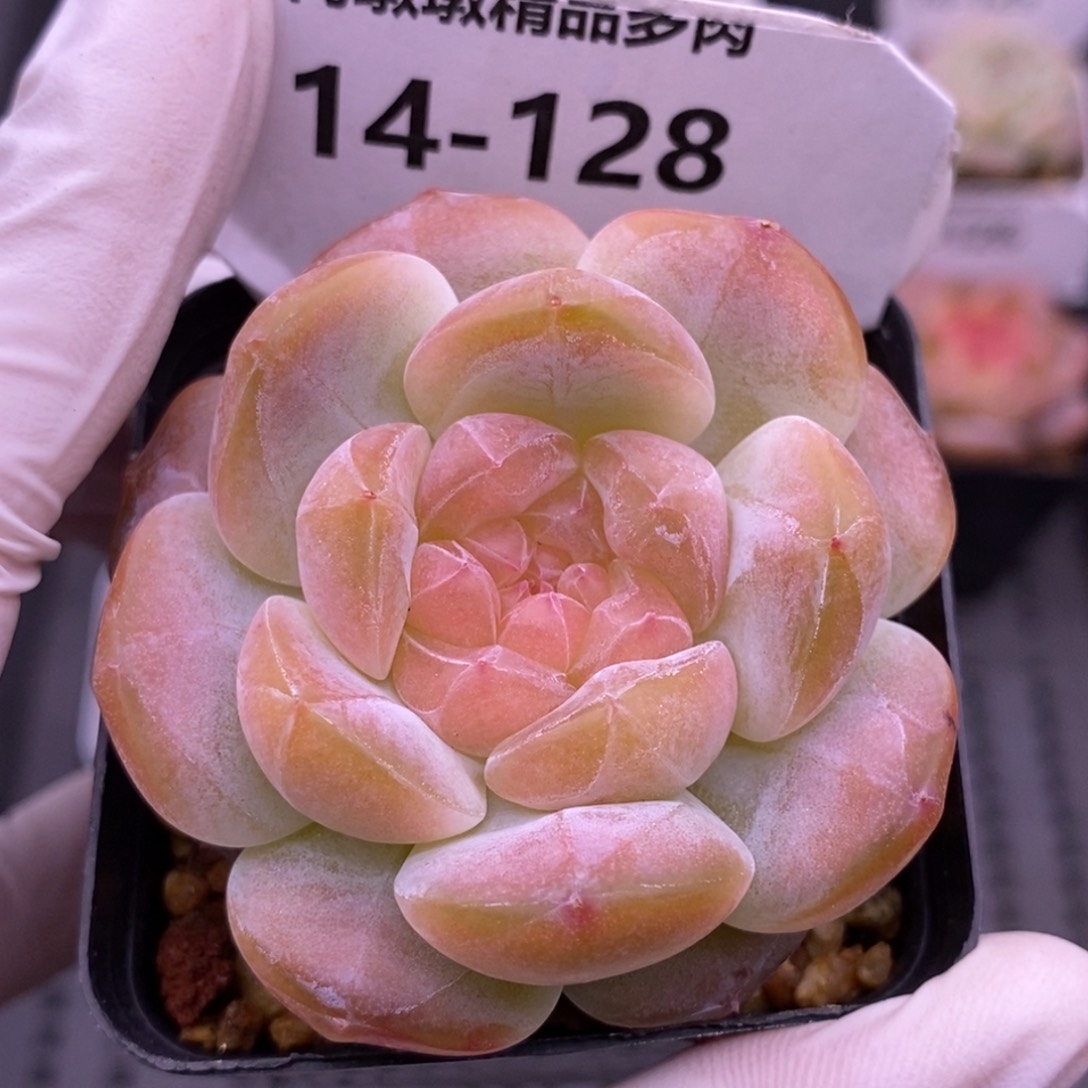 【闪购商品】14-128