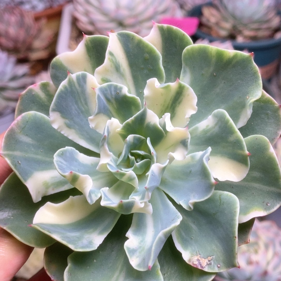 075海啸锦锦锦锦锦锦