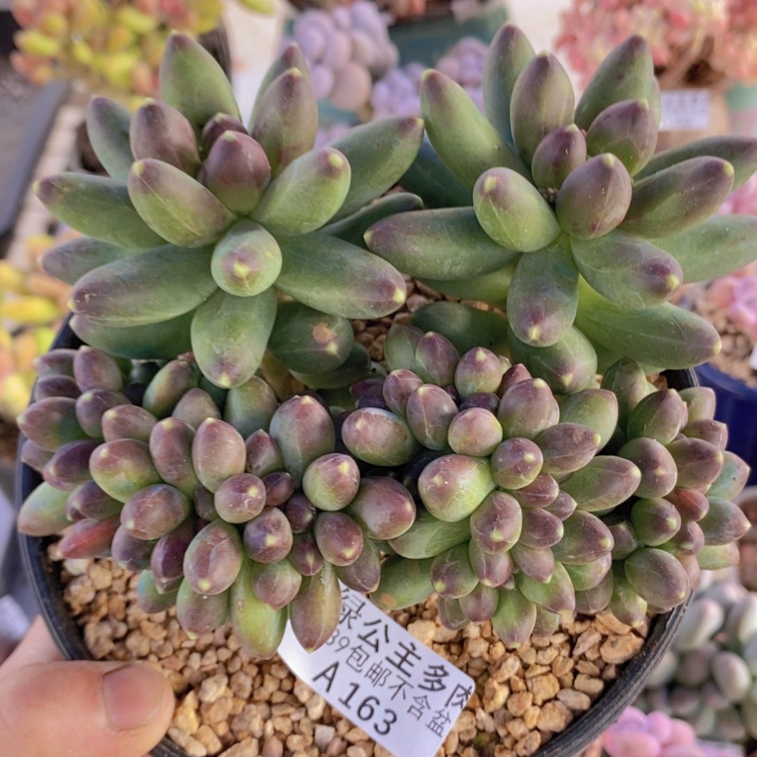 香蕉树缀化12cm163多肉植物