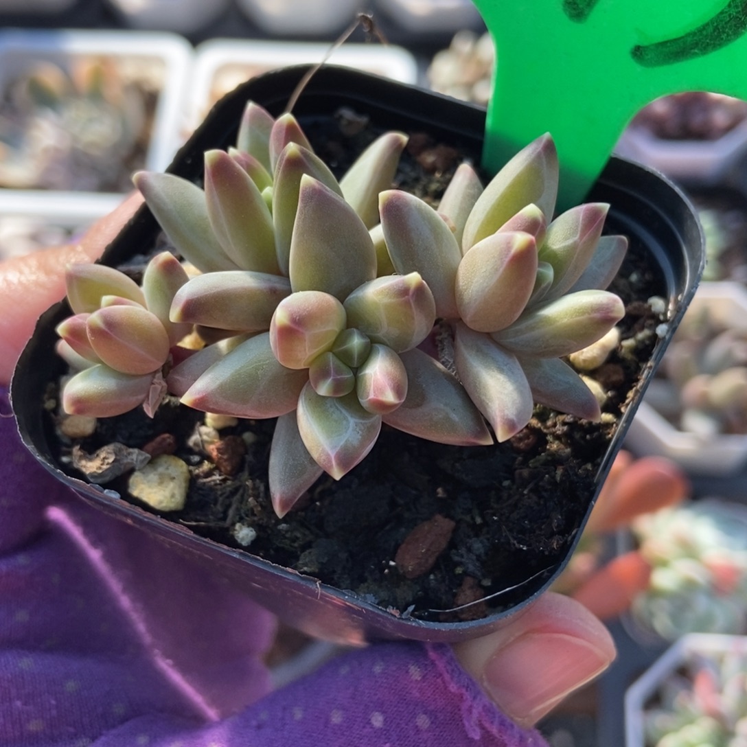 1913梵高美人多肉植物